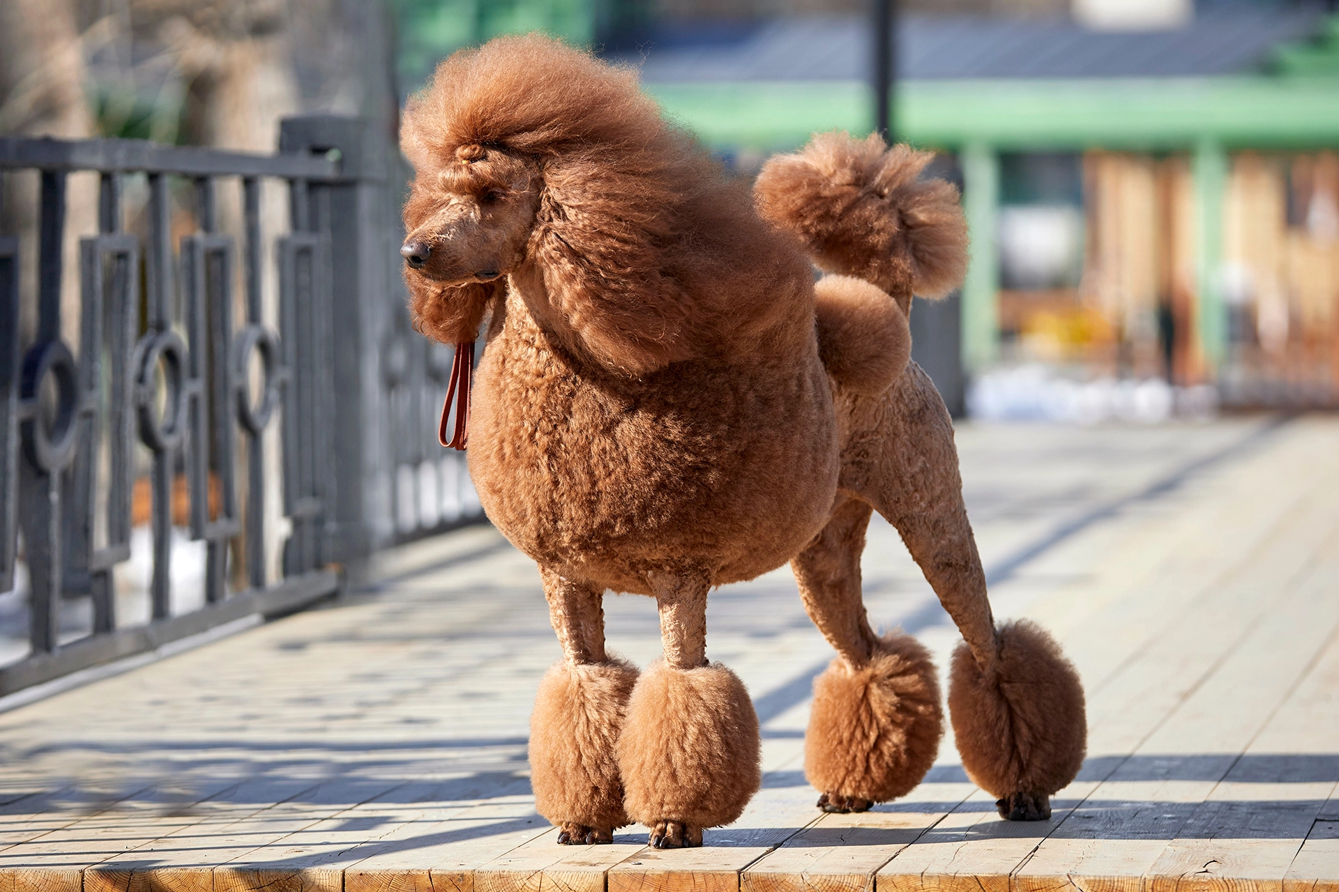 dog-services-top-picture