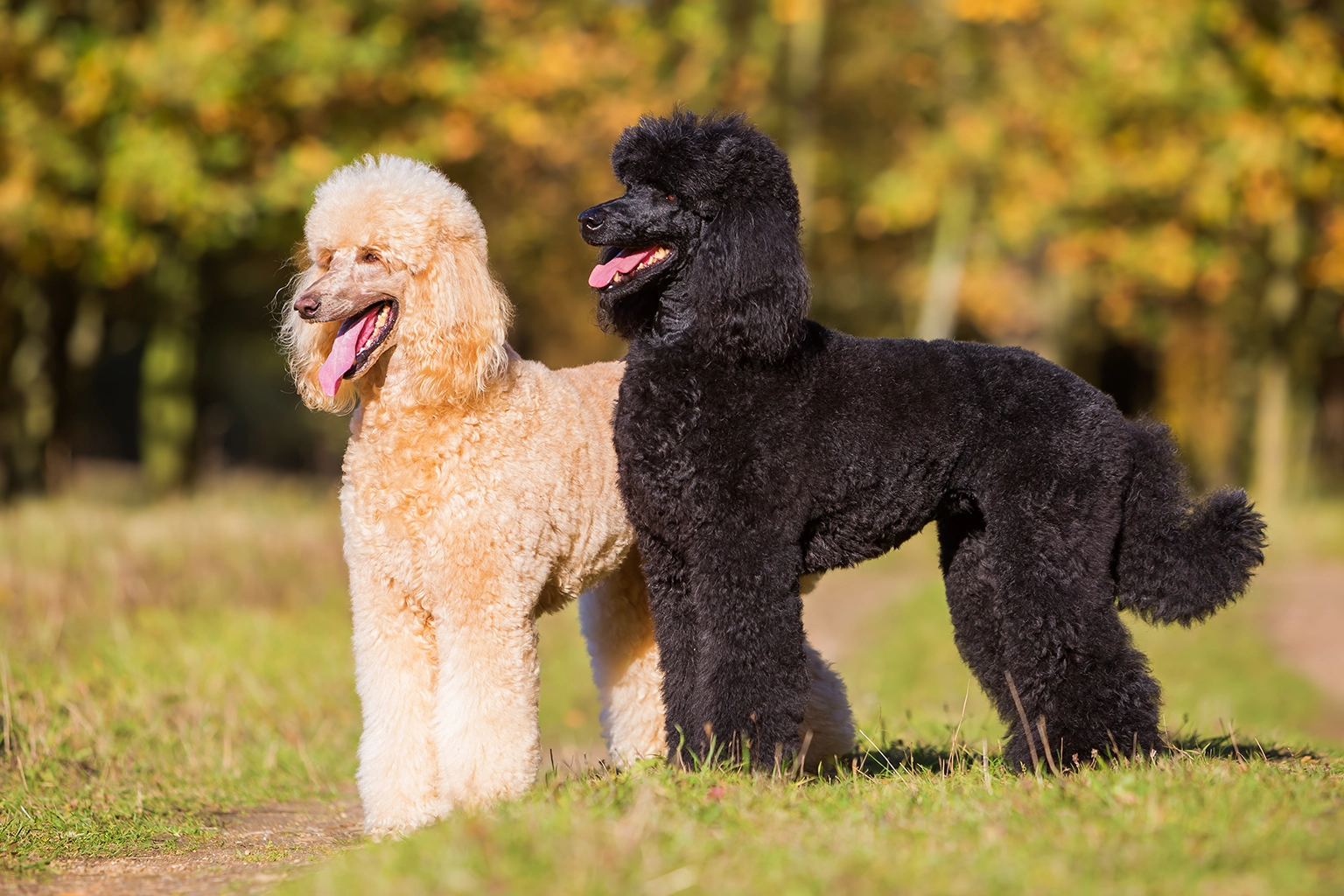 puppy-waiting-slider-pic